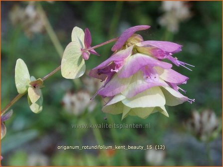 Origanum rotundifolium 'Kent Beauty' | Hopmarjolein, Majoraan, Marjolein | Rundblättriger Dost