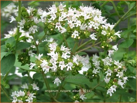 Origanum vulgare &#039;Album&#039; | Marjolein, Oregano