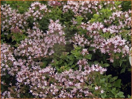 Origanum vulgare &#039;Compactum&#039; | Wilde marjolein, Oregano, Marjolein, Majoraan | Gew&ouml;hnlicher Dost | Wild Oregano