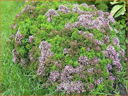 Origanum vulgare &#039;Compactum&#039; | Wilde marjolein, Oregano, Marjolein, Majoraan | Gew&ouml;hnlicher Dost | Wild Oregano