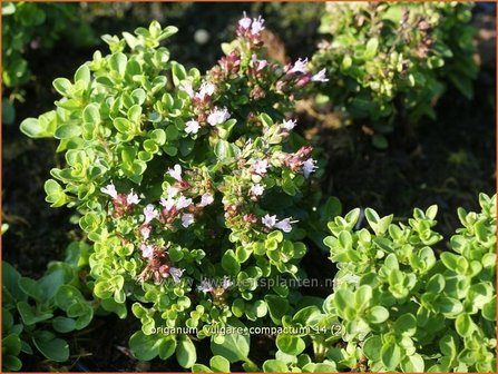 Origanum vulgare &#039;Compactum&#039; | Wilde marjolein, Oregano, Marjolein, Majoraan | Gew&ouml;hnlicher Dost | Wild Oregano