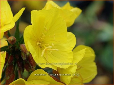 Oenothera fruticosa &#039;Fyrverkeri&#039; | Teunisbloem