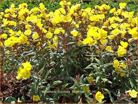 Oenothera fruticosa &#039;Fyrverkeri&#039; | Teunisbloem