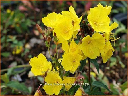 Oenothera fruticosa &#039;Fyrverkeri&#039; | TeunisbloemOenothera fruticosa &#039;Fyrverkeri&#039; | Teunisbloem