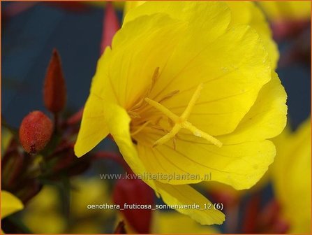 Oenothera fruticosa &amp;#39;Sonnenwende&amp;#39; | Teunisbloem | Strauchige Nachtkerze