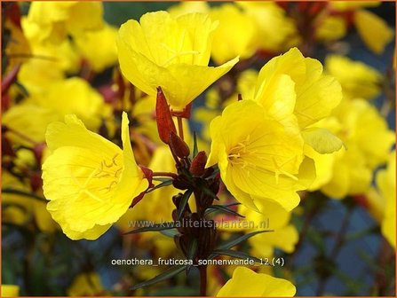 Oenothera fruticosa &amp;#39;Sonnenwende&amp;#39; | Teunisbloem | Strauchige Nachtkerze