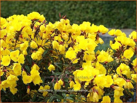 Oenothera fruticosa &amp;#39;Sonnenwende&amp;#39; | Teunisbloem | Strauchige Nachtkerze