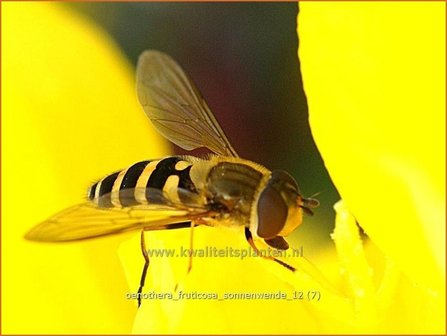 Oenothera fruticosa &amp;#39;Sonnenwende&amp;#39; | Teunisbloem | Strauchige Nachtkerze