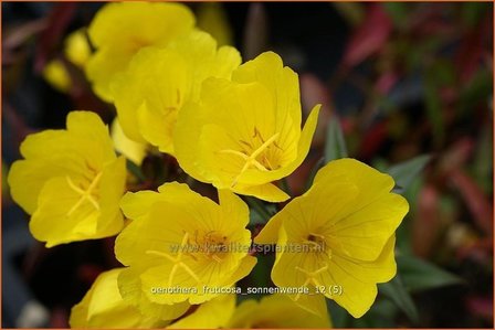 Oenothera fruticosa &amp;#39;Sonnenwende&amp;#39; | Teunisbloem | Strauchige Nachtkerze