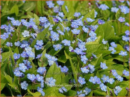 Omphalodes verna | Amerikaans vergeet-mij-nietje