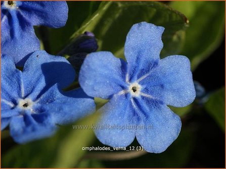 Omphalodes verna | Amerikaans vergeet-mij-nietje