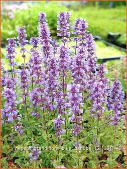 Nepeta grandiflora &#039;Blue Danube&#039; | Kattekruid, Kattenkruid