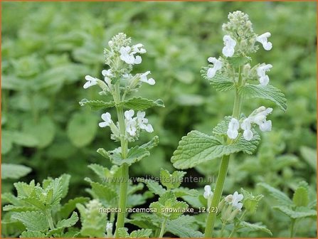 Nepeta racemosa &#039;Snowflake&#039; | Kattenkruid | Traubige Katzenminze