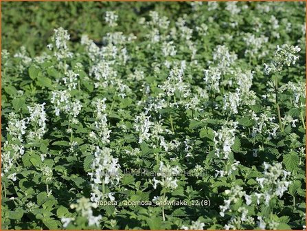 Nepeta racemosa &#039;Snowflake&#039; | Kattenkruid | Traubige Katzenminze