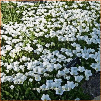Nierembergia repens | Witte beker