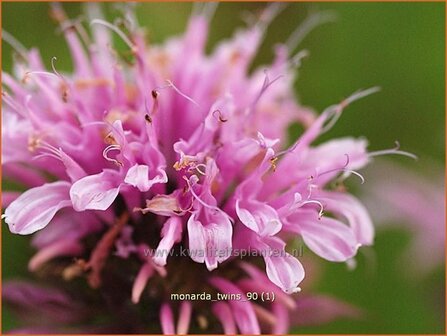 Monarda &#039;Twins&#039; | Bergamotplant