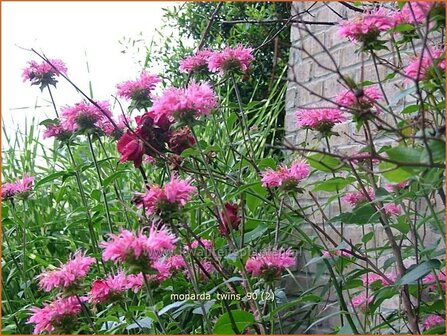 Monarda &#039;Twins&#039; | Bergamotplant