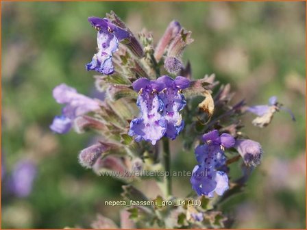 Nepeta faassenii &#039;Grol&#039; | Kattekruid, Kattenkruid