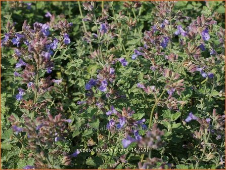 Nepeta faassenii &#039;Grol&#039; | Kattekruid, Kattenkruid