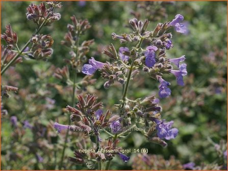 Nepeta faassenii &#039;Grol&#039; | Kattekruid, Kattenkruid