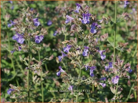 Nepeta faassenii &#039;Grol&#039; | Kattekruid, Kattenkruid