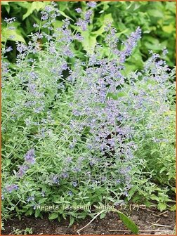 Nepeta faassenii &#039;Senior&#039; | Kattekruid, Kattenkruid