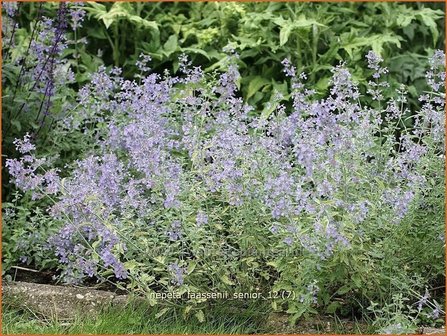 Nepeta faassenii &#039;Senior&#039; | Kattekruid, Kattenkruid