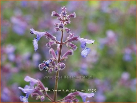 Nepeta faassenii &#039;Six Hills Giant&#039; | Kattekruid, Kattenkruid