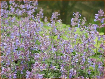 Nepeta faassenii &#039;Six Hills Giant&#039; | Kattekruid, Kattenkruid