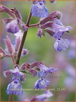 Nepeta faassenii &#039;Six Hills Giant&#039; | Kattekruid, Kattenkruid