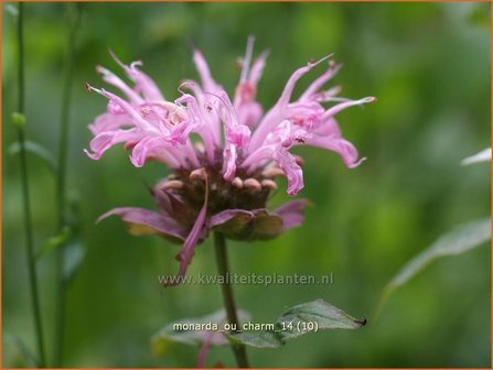 Monarda &#039;Ou Charm&#039; | Bergamotplant