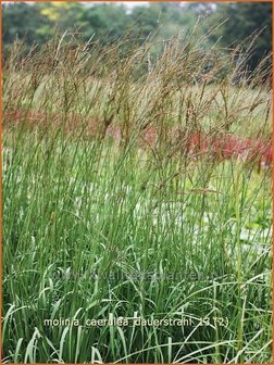 Molinia caerulea 'Dauerstrahl' | Pijpestrootje, Pijpenstrootje