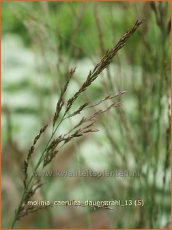 Molinia caerulea &#039;Dauerstrahl&#039; | Pijpestrootje, Pijpenstrootje