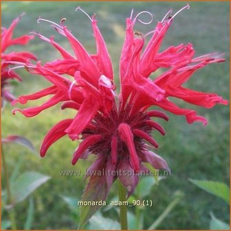 Monarda &#039;Adam&#039; | Bergamotplant