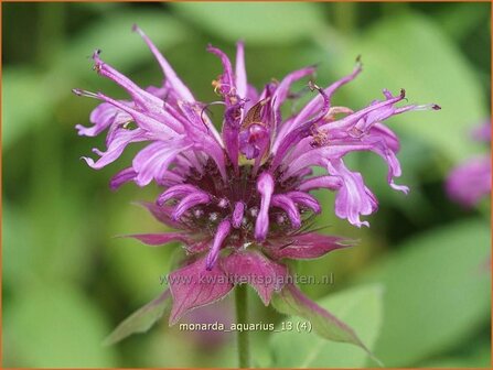 Monarda &amp;#39;Aquarius&amp;#39; | Bergamotplant, Indianennetel | Indianernessel