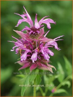 Monarda &amp;#39;Aquarius&amp;#39; | Bergamotplant, Indianennetel | Indianernessel