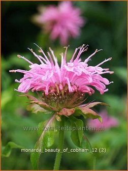 Monarda &#039;Beauty of Cobham&#039; | Bergamotplant