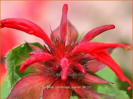 Monarda &#039;Cambridge Scarlet&#039; | Bergamotplant, Indianennetel | Indianernessel | Beebalm