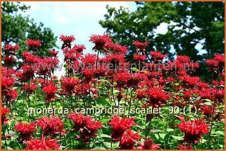 Monarda &#039;Cambridge Scarlet&#039; | Bergamotplant, Indianennetel | Indianernessel | Beebalm