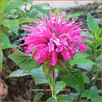 Monarda &#039;Comanche&#039; | Bergamotplant