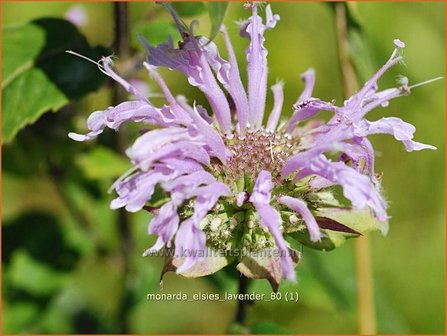 Monarda &#039;Elsie&#039;s Lavender&#039; | Bergamotplant