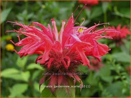 Monarda &#039;Gardenview Scarlet&#039; | Bergamotplant