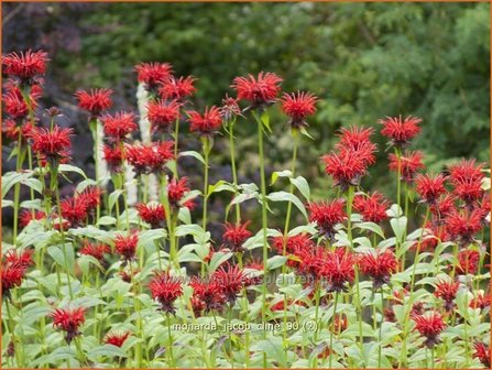 Monarda &#039;Jacob Cline&#039; | Bergamotplant, Indianennetel | Indianernessel | Beebalm