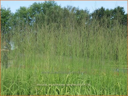 Molinia arundinacea &#039;Bergfreund&#039; | Pijpestrootje, Pijpenstrootje