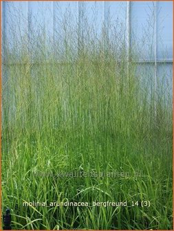 Molinia arundinacea 'Bergfreund' | Pijpestrootje, Pijpenstrootje