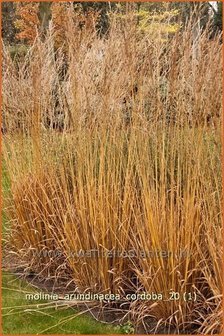 Molinia arundinacea &#039;Cordoba&#039; | Pijpestrootje, Pijpenstrootje