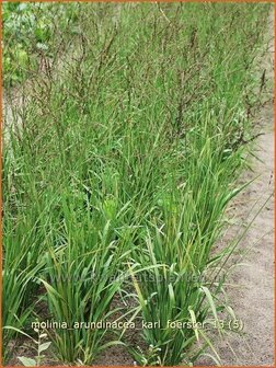 Molinia arundinacea &#039;Karl Foerster&#039; | Pijpestrootje, Pijpenstrootje