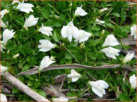 Mazus reptans &#039;Albus&#039;