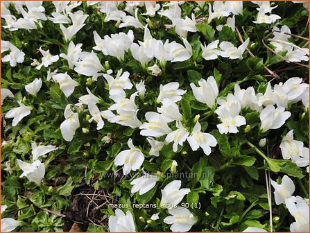 Mazus reptans &#039;Albus&#039;