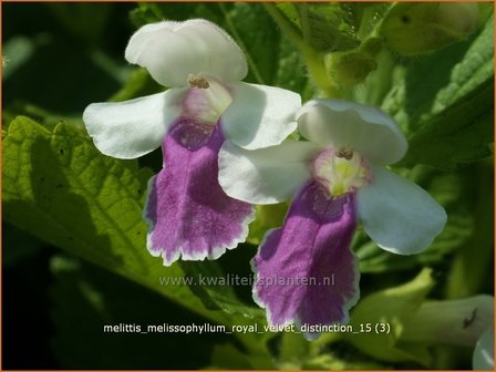 Melittis melissophyllum 'Royal Velvet Distinction' | Bastaardmelisse, Bijenblad